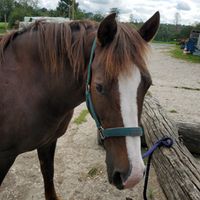 Erlebnis-Pferd Donna